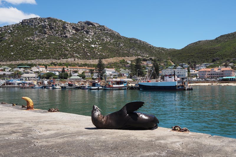 A seal lying on a dock in Hout Bay with boats and houses in the background.