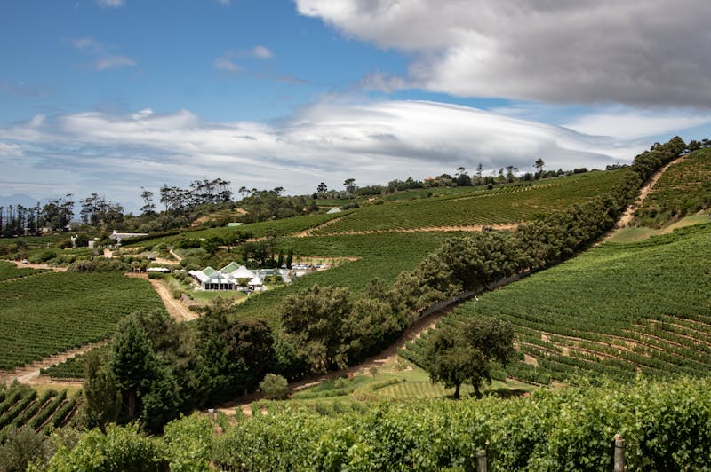White houses on a lush valley with vineyards in Constantia Cape Town